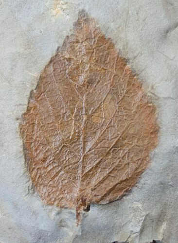 Fossil Leaf (Beringiaphyllum) From Montana - Paleocene #15819